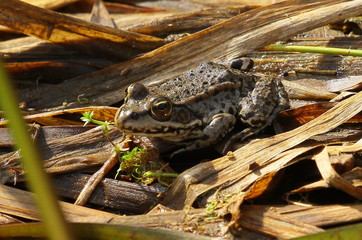 frosch