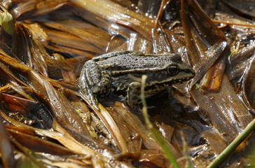 frosch