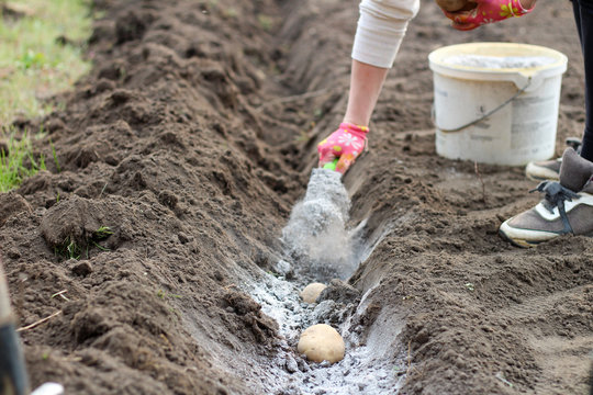 A female hand in a glove and a scoop scatters the ashes in the garden before planting potatoes. The process of fertilizing the soil before growing potatoes