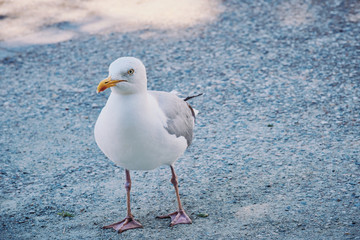 seagull in Brittany is walking in the city