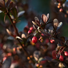 closeup of a red fruit, barberry