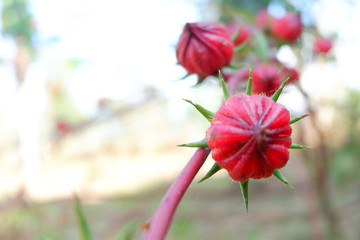 Roselle fruits plant on tree in the garden with green leaf background / Red roselle for health drink natural herbs.Roselle fruit in garden,Roselle fruit as background,Roselle fruit on tree in garden.
