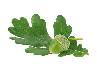 Young acorn and green oak leaf isolated on a white background