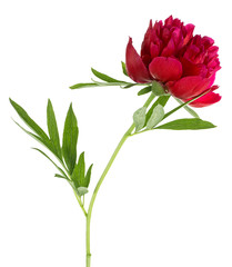Red peony flower isolated on a white background