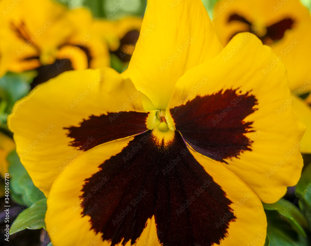 Wall mural pansy flowers closeup