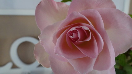 Rose Hochzeit - Zauber einer zarten Rosenblüte - love and peace