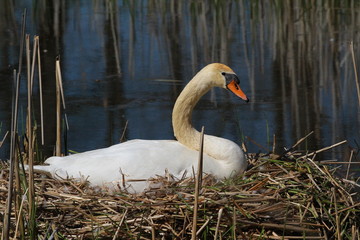 schwan
