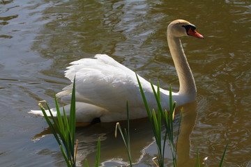 schwan