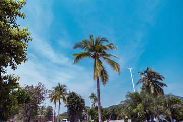 Fototapeta premium Coconut tree