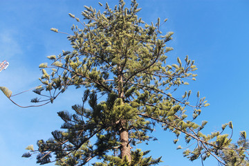 tree branches against blue sky