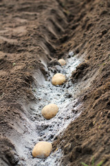 Potatoes laid in ash-fertilized holes in a row. The process of spring planting potato tubers in the garden