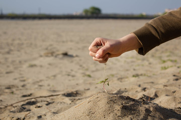 Close-up of a child's hand taking care of a green branch with leaves in the soil. Children's hands take care of the plant. Sand falls through my fingers