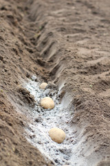 Potatoes laid in ash-fertilized holes in a row. The process of spring planting potato tubers in the garden