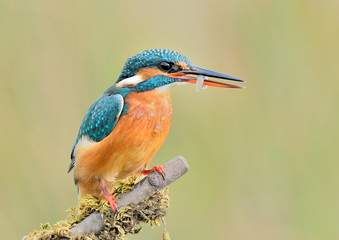 Martín pescador sobre una rama   (Alcedo atthis) Marbella  España