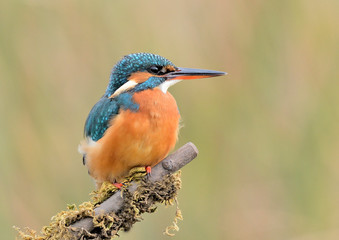 Fototapeta premium Martín pescador sobre una rama con musgo y un fondo colorido (Alcedo atthis) Marbella Andalucía España