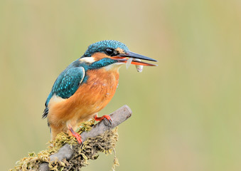 Martín pescador con un pez en la boca posado sobre una rama con musgo  (Alcedo atthis) Marbella Andalucía España