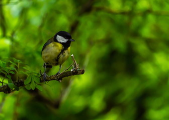 Great tit, parus major, standing on a small branch