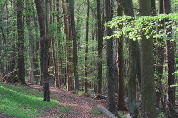 wald