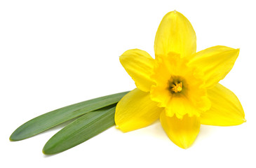 Obraz na płótnie Canvas Yellow daffodil flower isolated on white background. Flat lay, top view