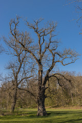 großer Baum im Park