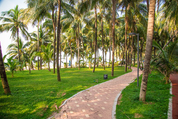 Obraz premium Coconut tree