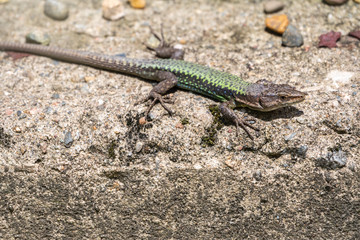 Green Lizard sits on a stone under the sun