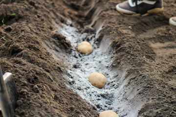 Potatoes laid in ash-fertilized holes in a row. The process of spring planting potato tubers in the garden