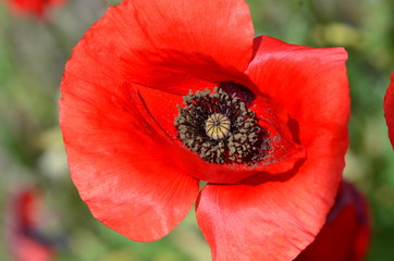 papaver rhoeas flower close up