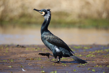 
Cormorant after swimming in the spring