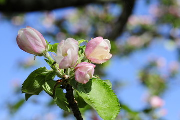 Apfelbaumbl&uuml;te Nahaufnahme mit blauem Himmel