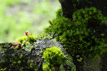 Marienk&auml;fer auf altem, mit Moos bewachsenem Apfelbaumast