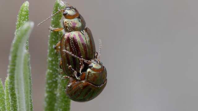 Two rosemary beetles (Chrysolina Americana) mating on a rosemary leaf
