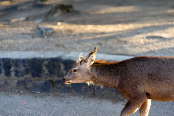 deer walking in the NARA park the UNESCO world heritage site and  the famous tourist destination in Japan