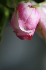 Apfelbaumbl&uuml;te - Knospe mit Tautropfen