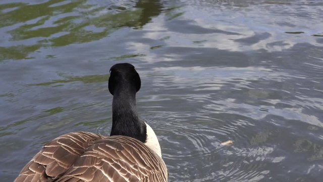 Canada goose branta canadensis swimming and cleaning