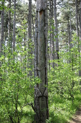 Harzernte bei F&ouml;hren