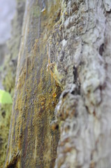 Harztropfen auf F&ouml;hren