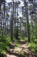 Weg durch Föhrenwald