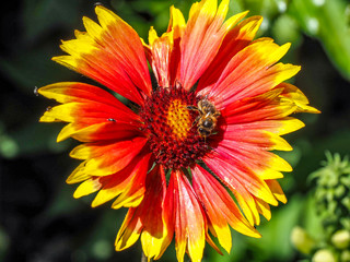 Close up of orange and yellow daisy with bee in center.