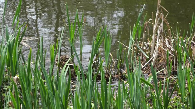 Mother duck with ducklings in Birmingham canal 