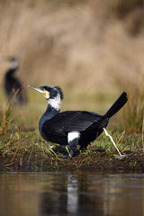 Cormorant while doing feces on the river