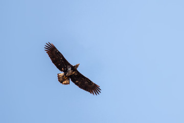 Soaring immature bald eagle