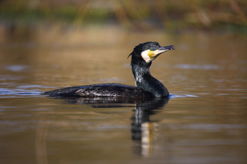 
Cormorant after swimming in the spring