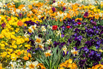 Very colorful spring flower bed