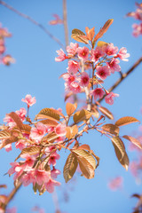 A beautiful spring with full pink blossoms of cherry blossoms.