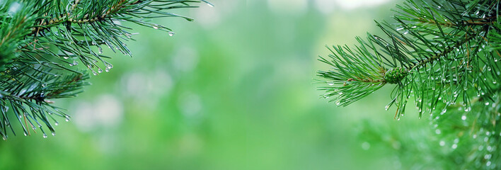 spruce branches in raindrops. Natural blurred background with needles twigs and drops after the rain. banner. copy space - obrazy, fototapety, plakaty