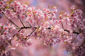 The branches of the Sarika flowers are beautiful.