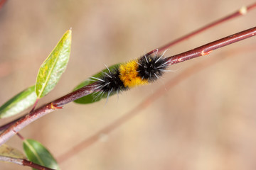 Woolly Caterpillar on a branch in Autumn 