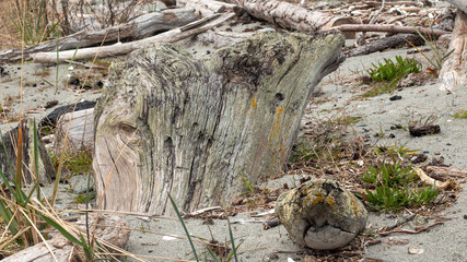 Weathered driftwood