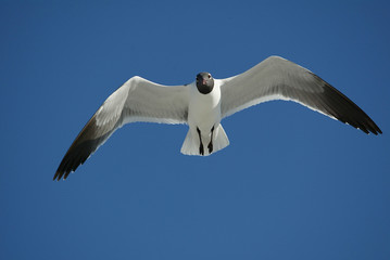 Laughing Gulls flying on beach in Ft. DeSoto, Florida USA